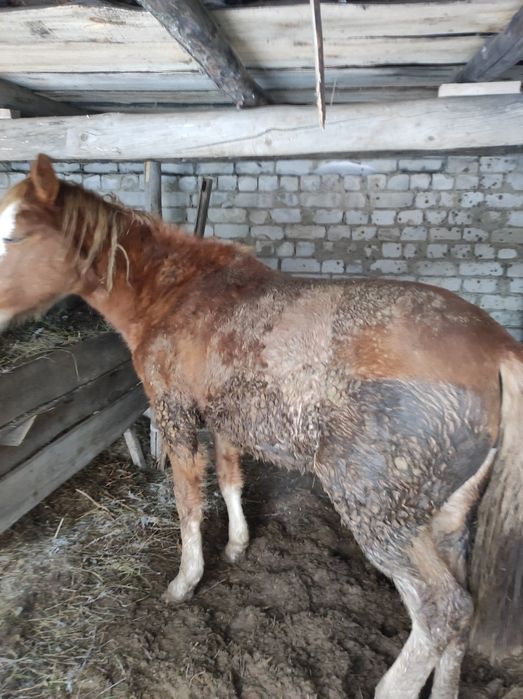 Семіз байтал сатамын