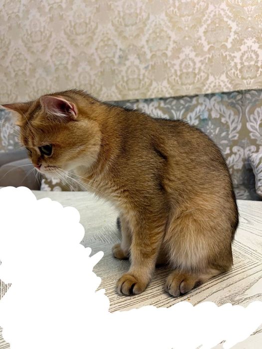 британская короткошёрстная кошка золотая шиншилла, кастрированный