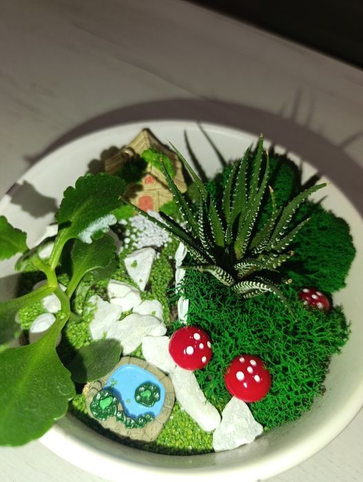 Продам флорариум