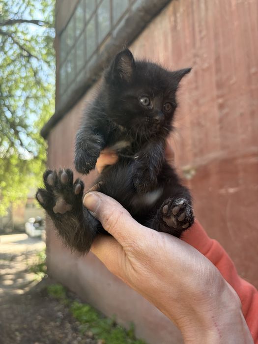 Отдадим котят в добрые руки
