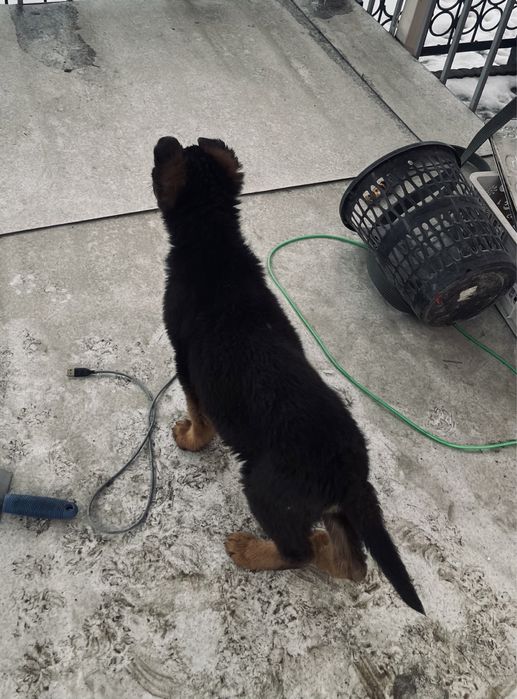 Немецкая овчарка щенок