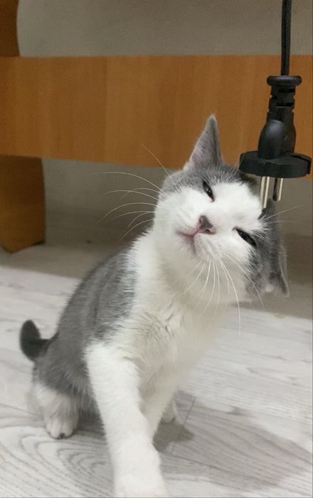 котенок серенький