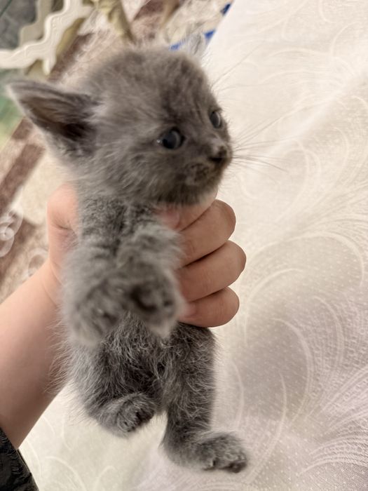 Котенок девочка