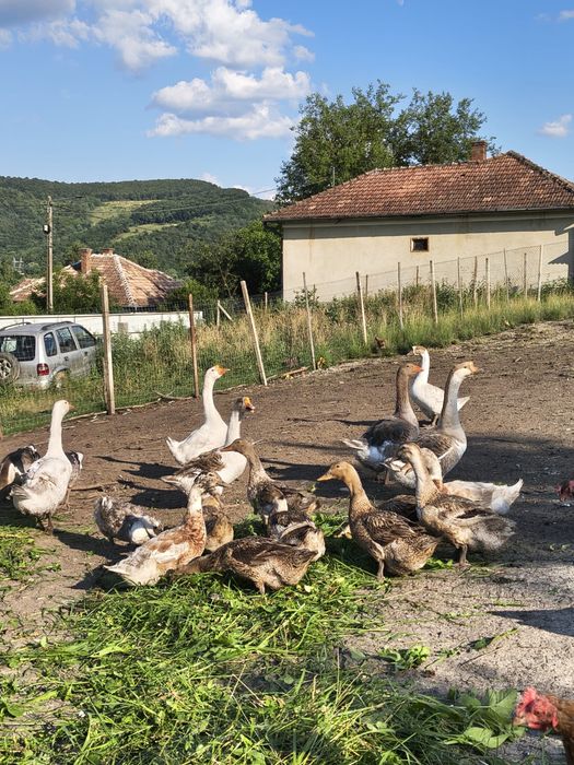 Gâște de vânzare