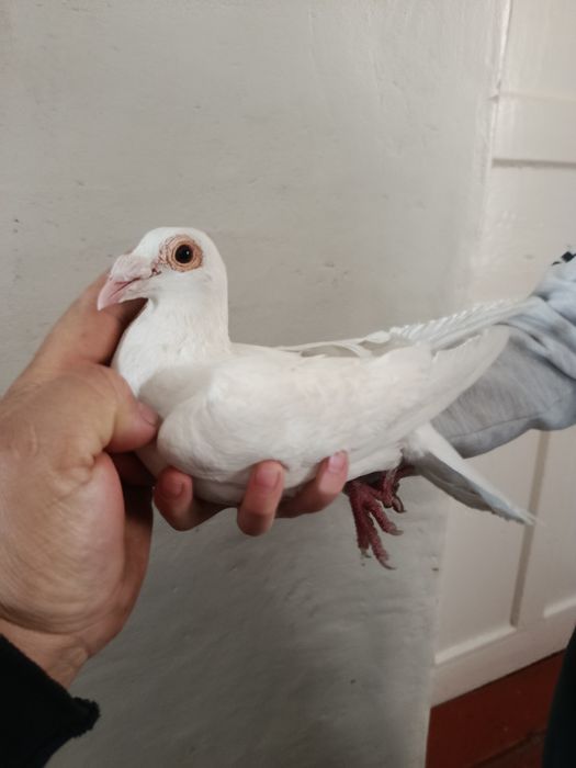 Голуб белый дракон