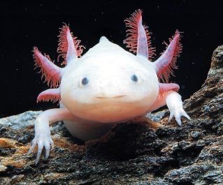 Аксолотль (дракон) белый в зоомагазине «Живая Природа»