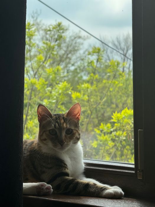 Cazare și Îngrijire Animale – Harmony Pets, zona Tineretului