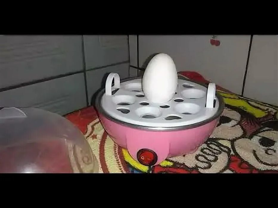 Tuxum qaynatish uskunasi