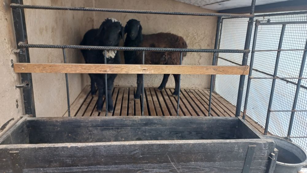 Семіз қошқар сатылады