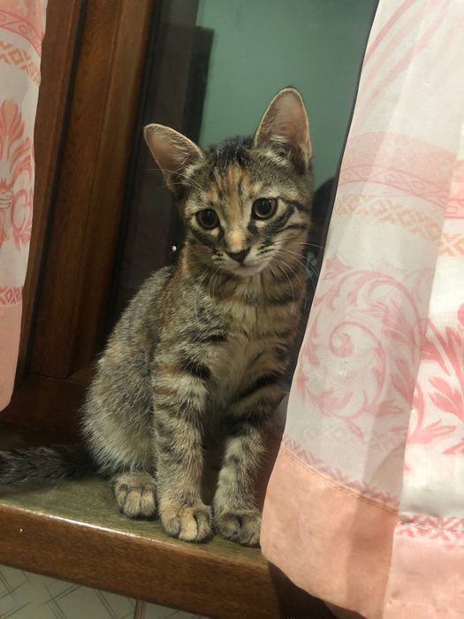 Mushuk bolasi qiz bola