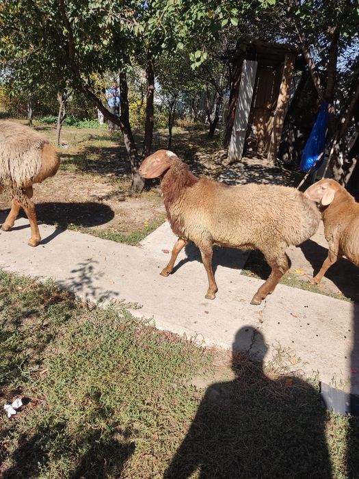 Продам Арашаны на племя