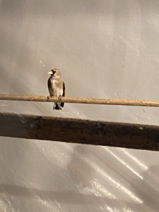 зеленушка и репел