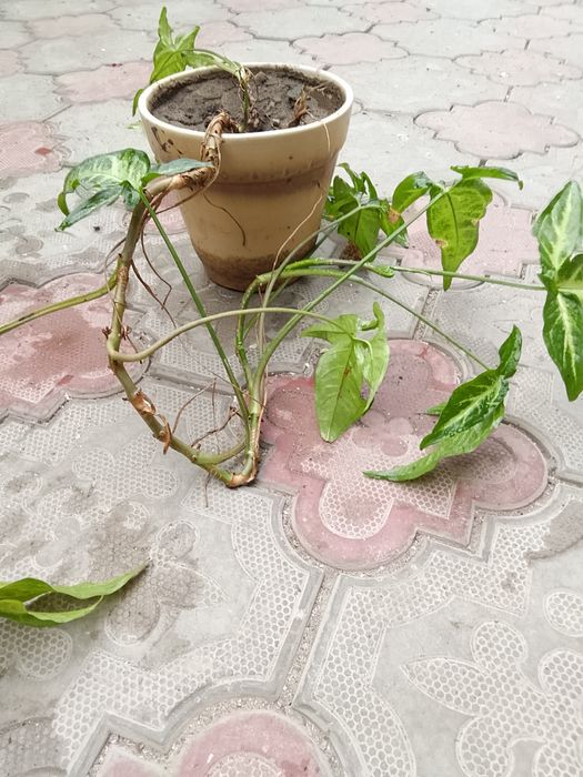 Домашние цветы с доставкой