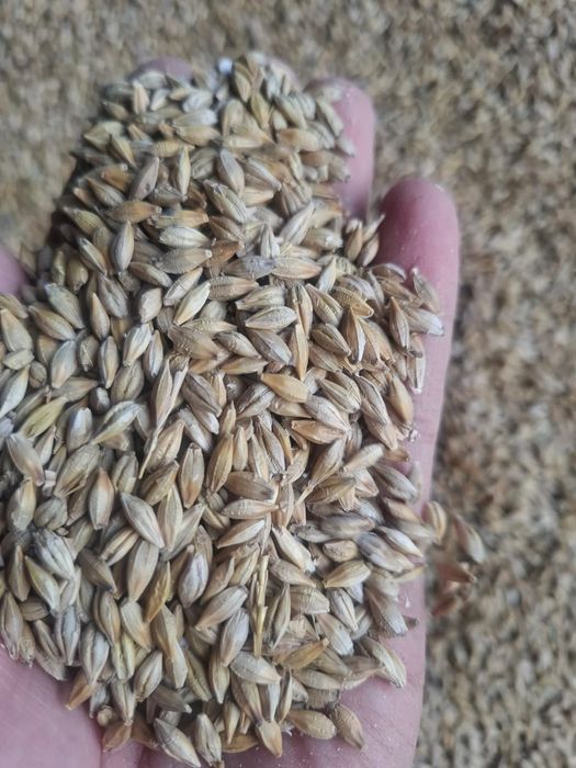 Пшеница.Платный чат! Все корма.