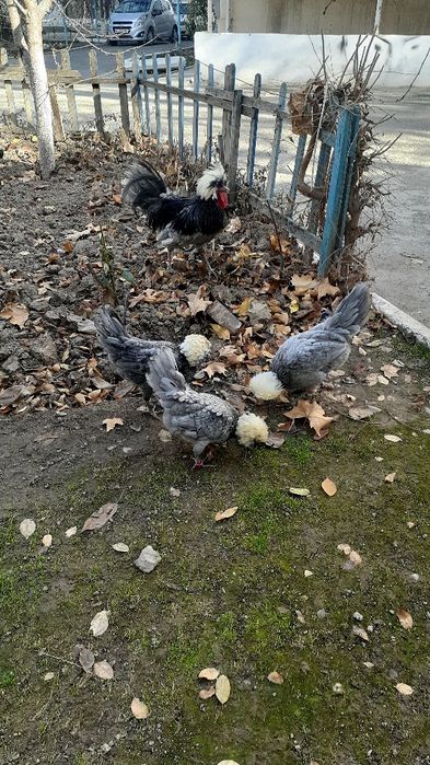 Голланка тухуми и жўжаси сотилади.