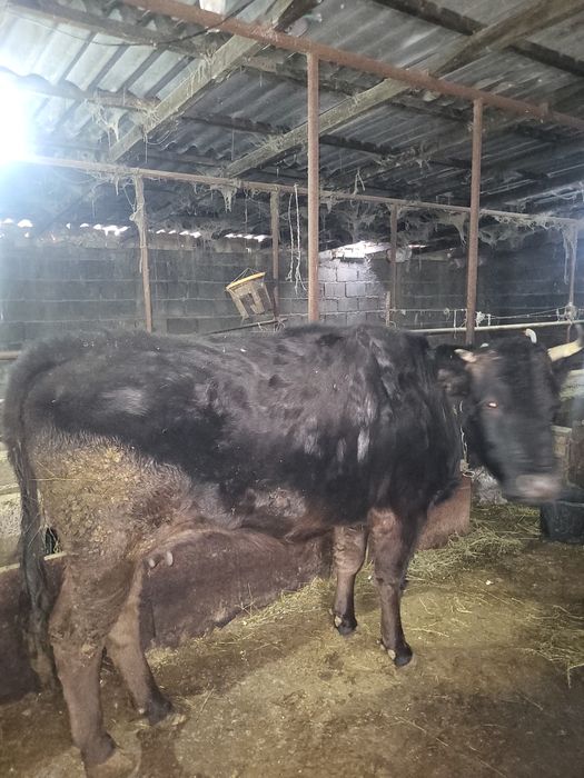 Продам корову и тёлку
