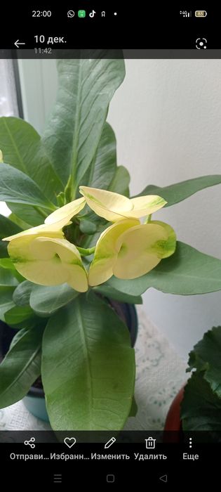 Продаются комнатные цветы