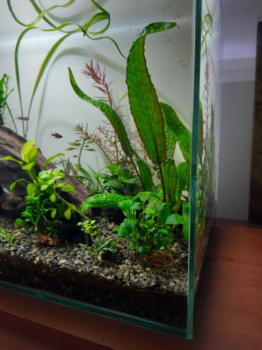 Анубиас нана петит