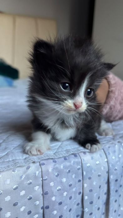 Отдам котят в хорошие руки
