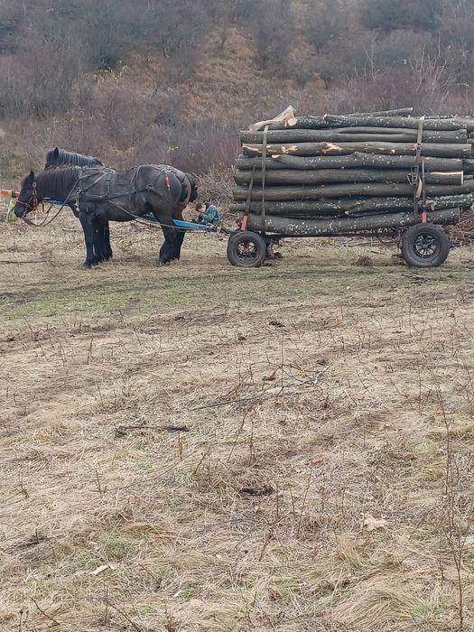 Vând 2 iepe cuminte