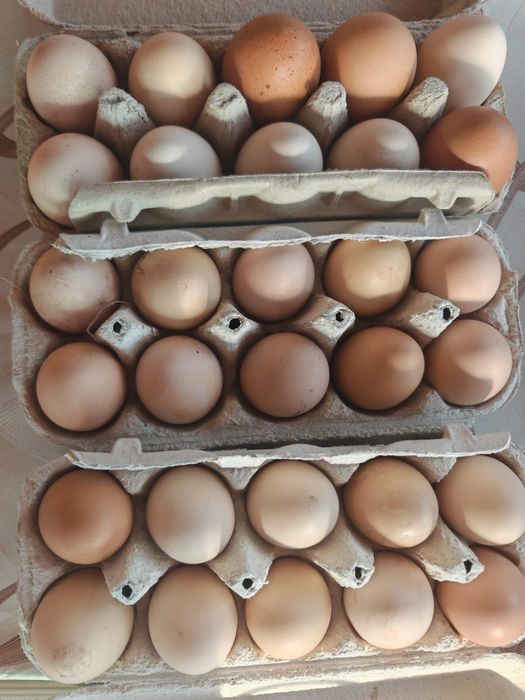 Ouă proaspete de casă  în Lugoj