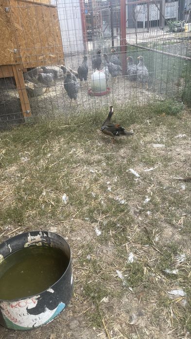 Ratoi mandarin de vanzare