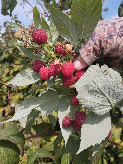 Саженцы малины 2х сортов