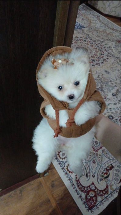 Немецкий шниц күшігі