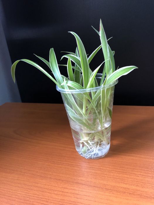 Хлорофитум , алоэ отростки