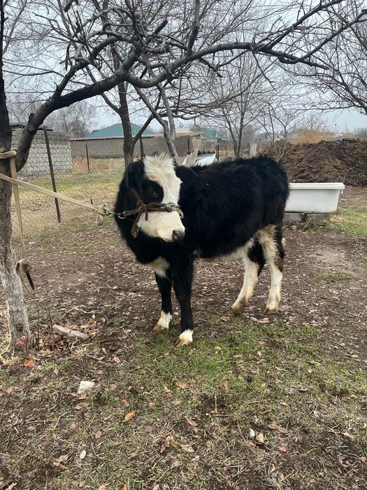 Бұзау сатылады 9 айлық