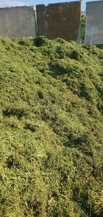Mix furajer/siloz  fermentat lucerna+triticale+rapițta — Spring-Matrix