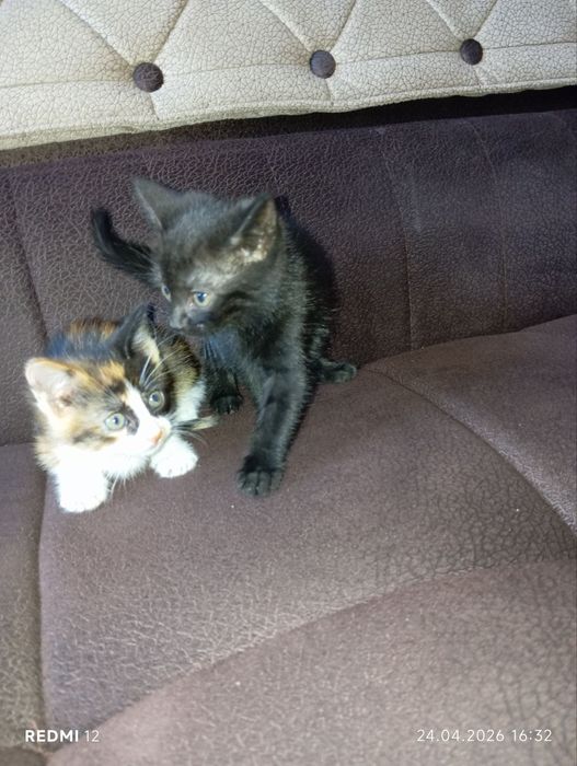 Zottor mushuk bolalari