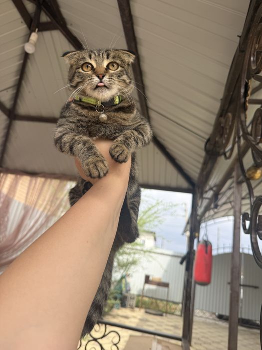 Отдам котенка в добрые руки!