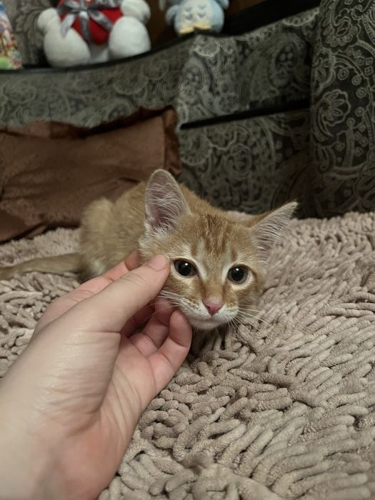 Отдам котенка (мальчика)!