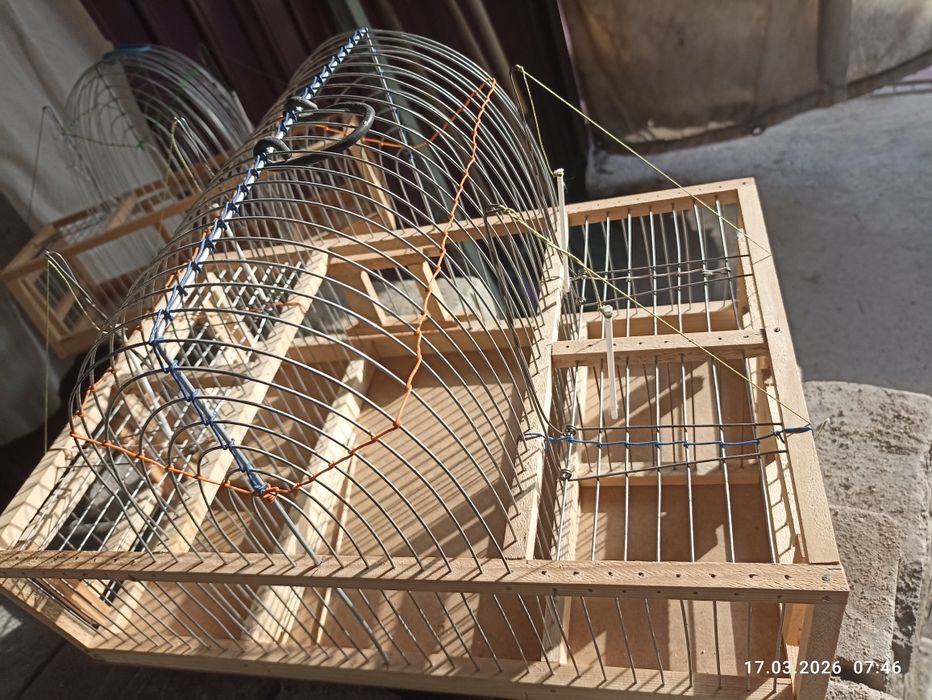 Щегол седоголовый