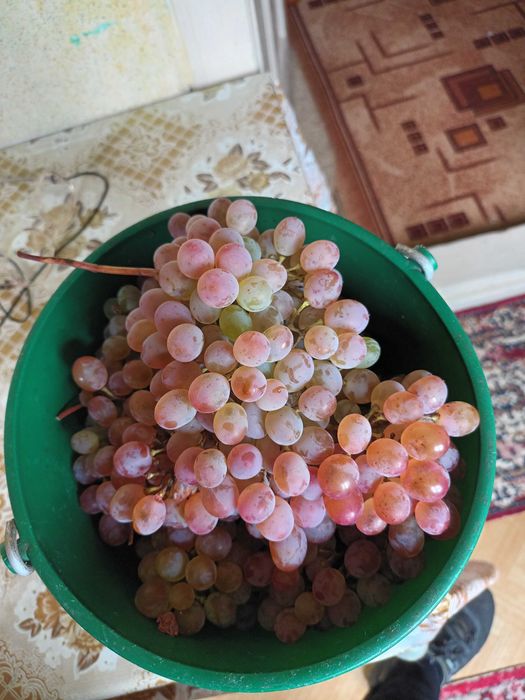 Vand Struguri pentru vin