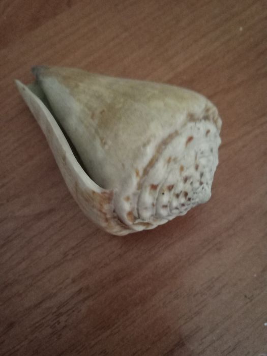 Ракушка морская . Натуральная.
