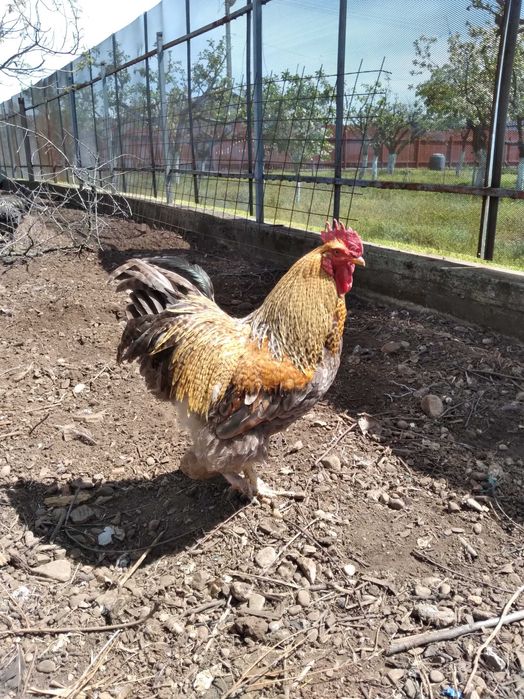 Vând cocoşi de țară sau la schimb cu rațe leşeşti.