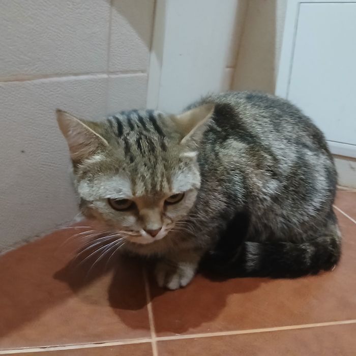 Отдам кашку британку ...