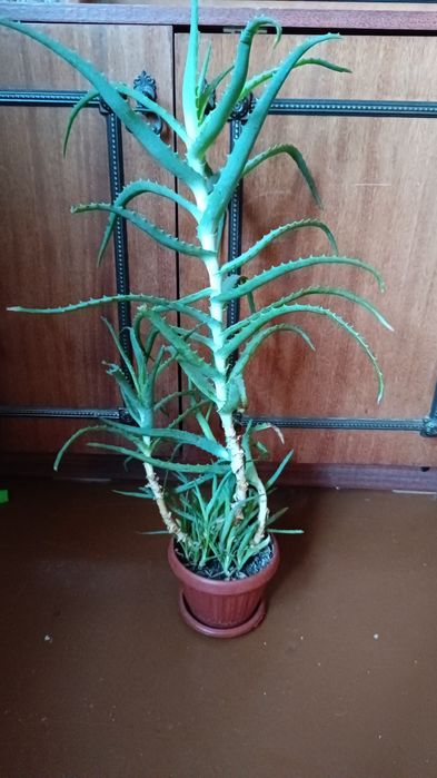 Продам цветочки разные