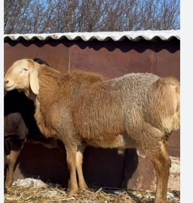 Животные қой сатам