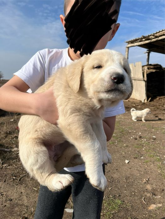 Алабай щенки күшіктер