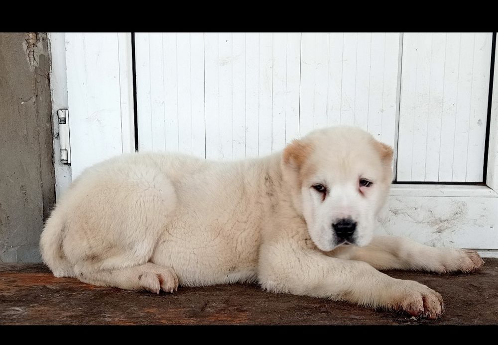 Щенки Алабая САО