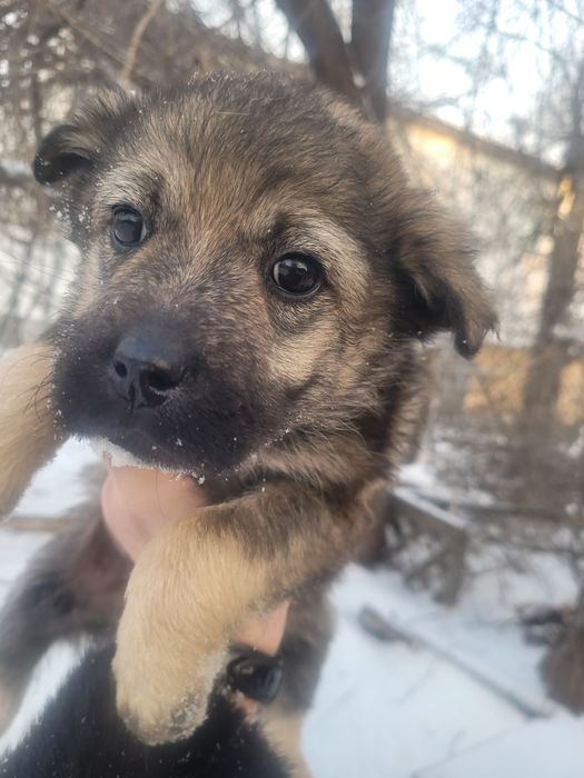 Девочки ищят дом