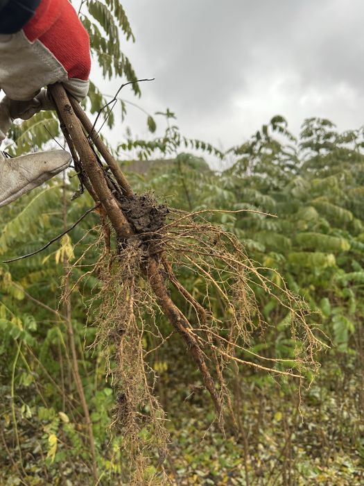 Vand puiet salcam din pepiniera proprie productie 2025