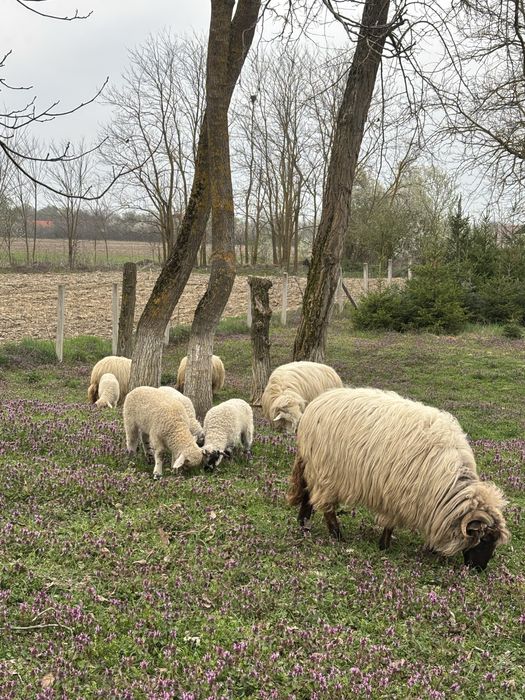 Lichidare gospodină – 4 oi Țurcane + 5 miei Premium