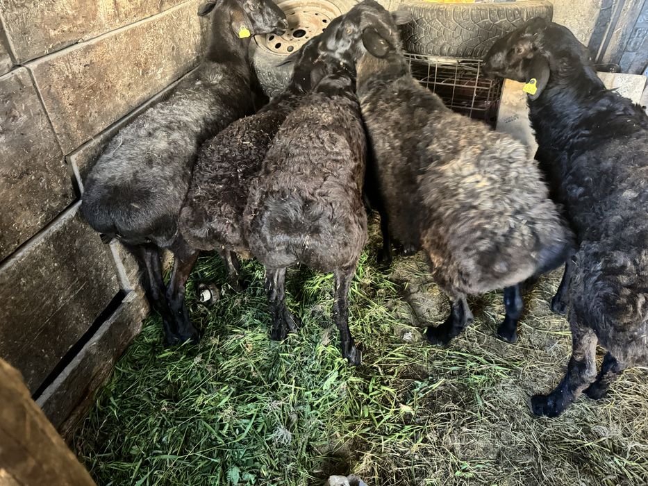 Қой, тоқтылар сатылады.