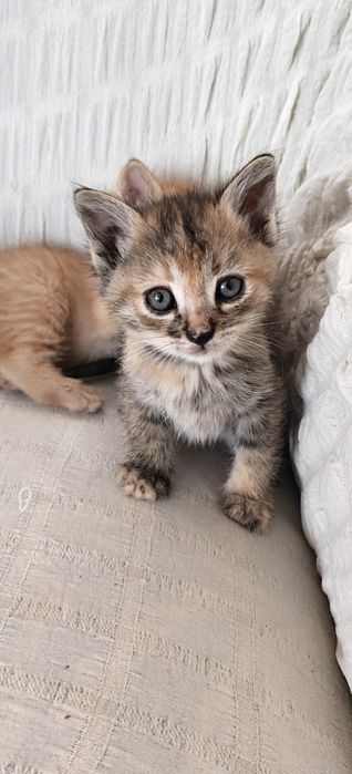 Котята в доброе руки