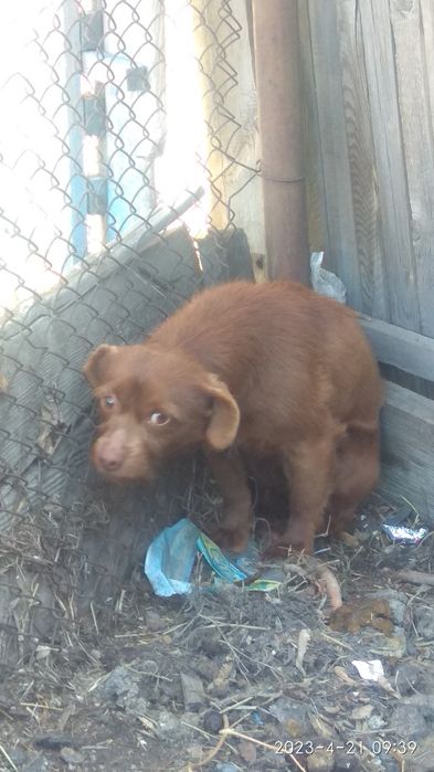 отдам щенка мальчика
