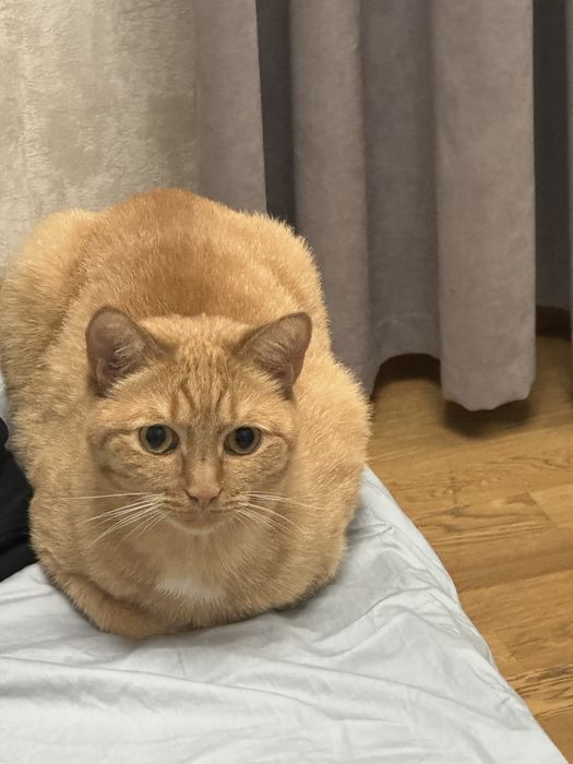 Отдаем кота в добрые руки.